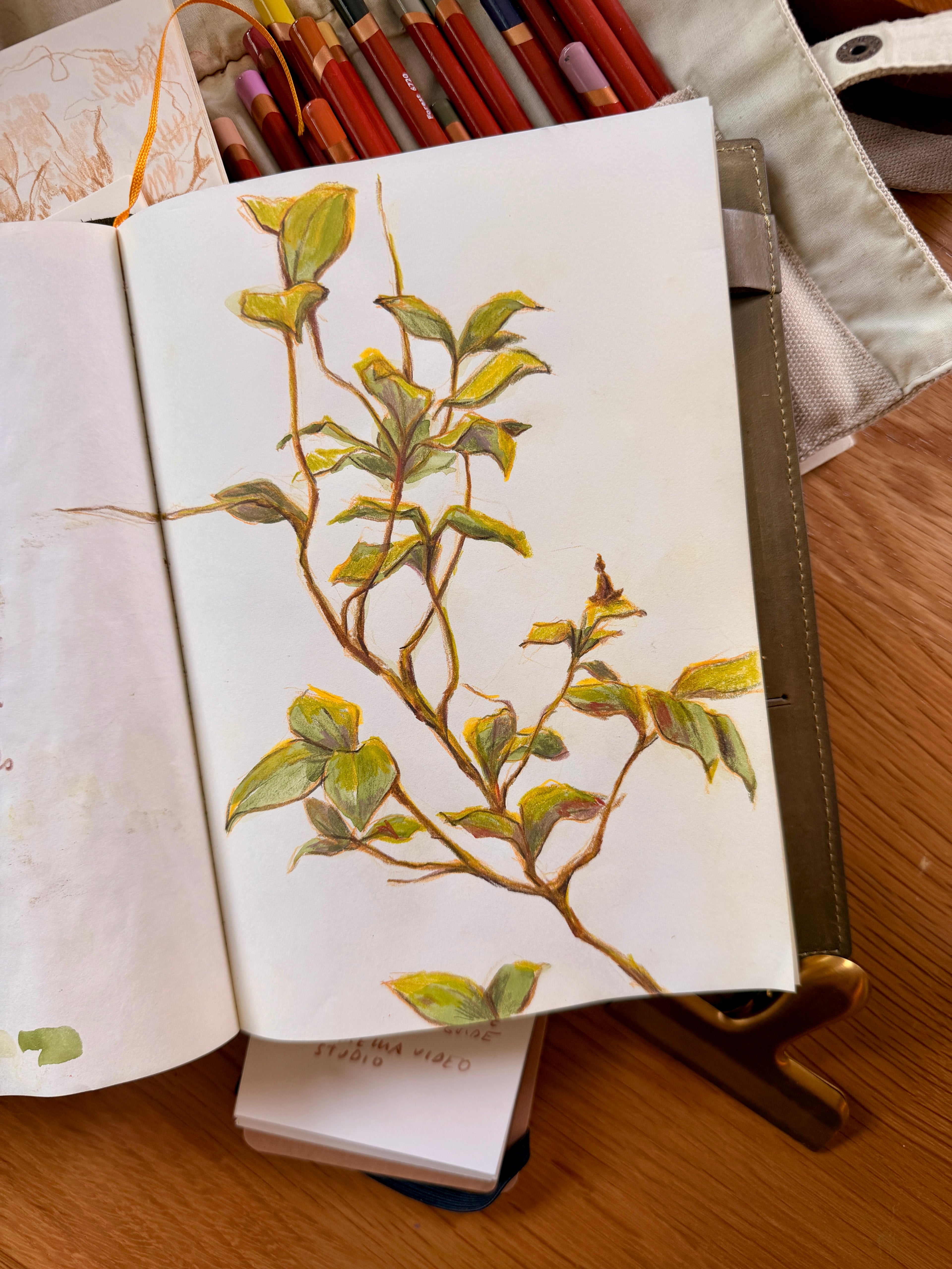 Sketchbook open to a colored pencil drawing of a plant - drawing as meditation - Mimochai