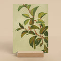 Laurel Sumac | Mini Prints